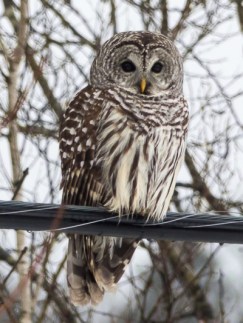 2014-12_Barred Owl_01
